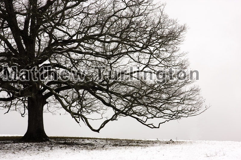 Snow Tree - 885, 2010