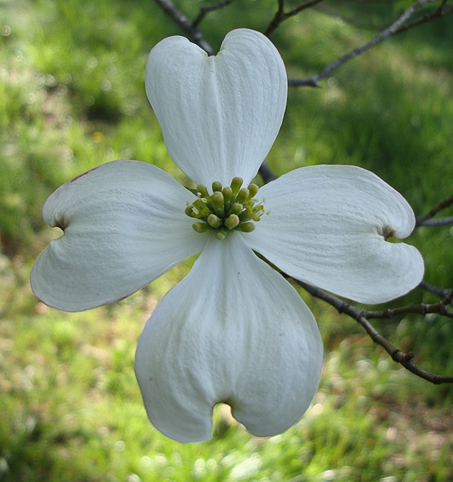 DogwoodBlossom