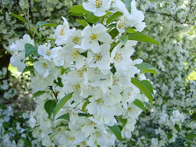White Flowers
