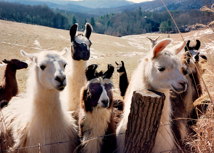 Curious Llamas
