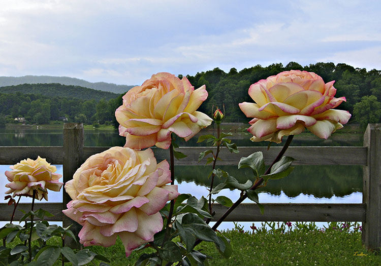 Peace Roses on the Rose Walk