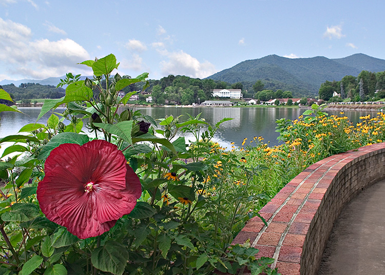 Giant mallow, behind the Harrell Center