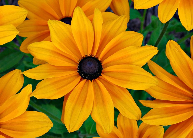 Black-eyed Susans and Little Green Bug