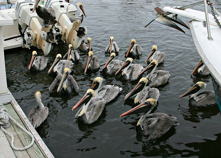 School of Pelicans