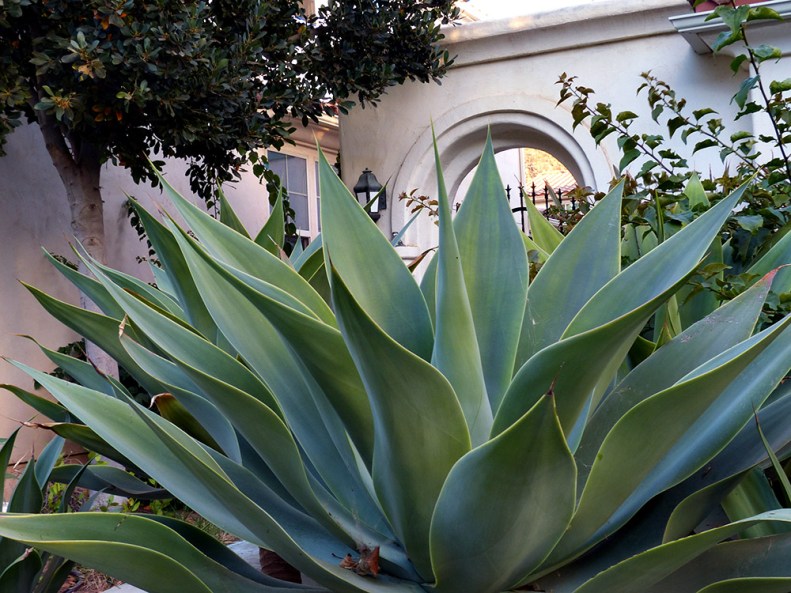I love the flora near the coast. This one's in Ann's neighborhood in Camarillo.