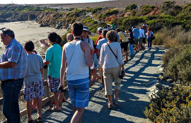 Elephant Seal Vista Point at San Simeon is a major attraction along the coast. The story of how citizens saved these endangered giants is inspiring.