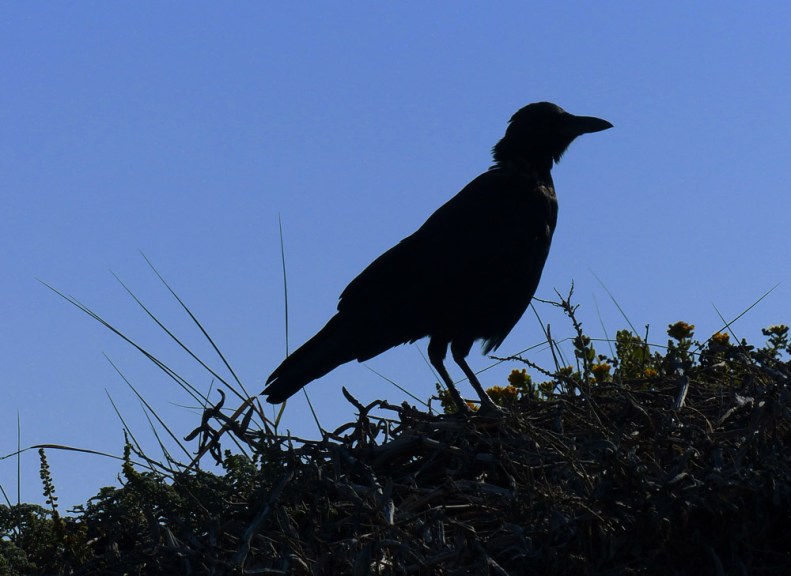 Seals shouldn't get all the attention!